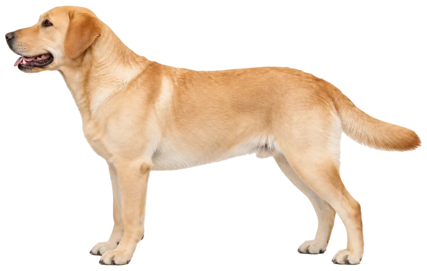 A dog in profile and an X-ray illustration of its skeleton